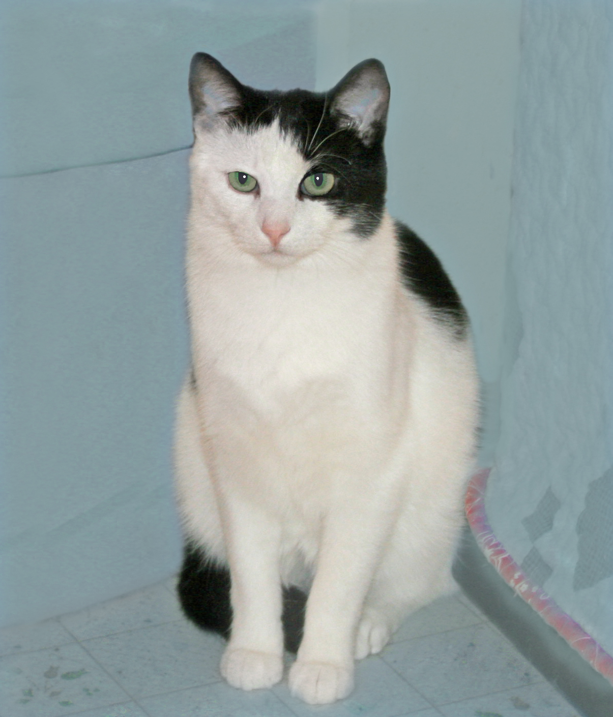 Jolly Roger, an adoptable Domestic Short Hair, Tuxedo in Victoria, MN, 55386 | Photo Image 5