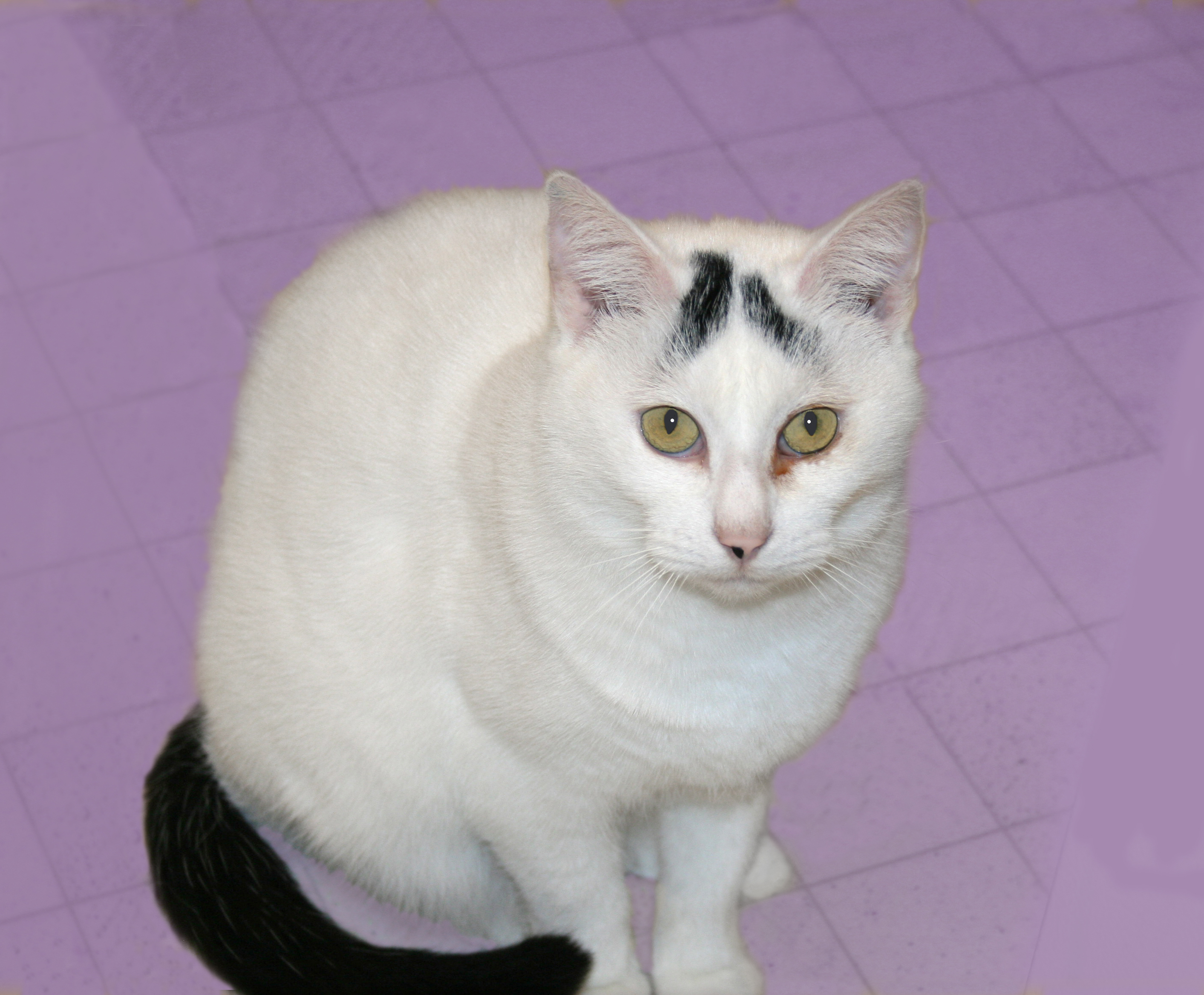 Delilah, an adoptable Domestic Short Hair in Victoria, MN, 55386 | Photo Image 1