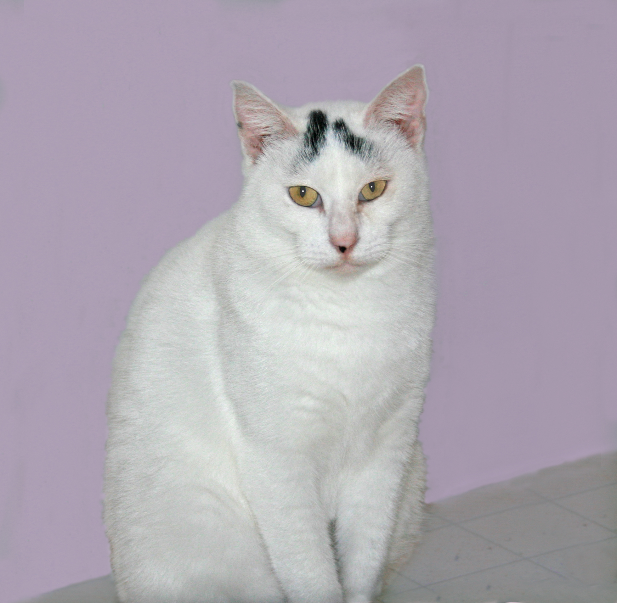 Delilah, an adoptable Domestic Short Hair in Victoria, MN, 55386 | Photo Image 2