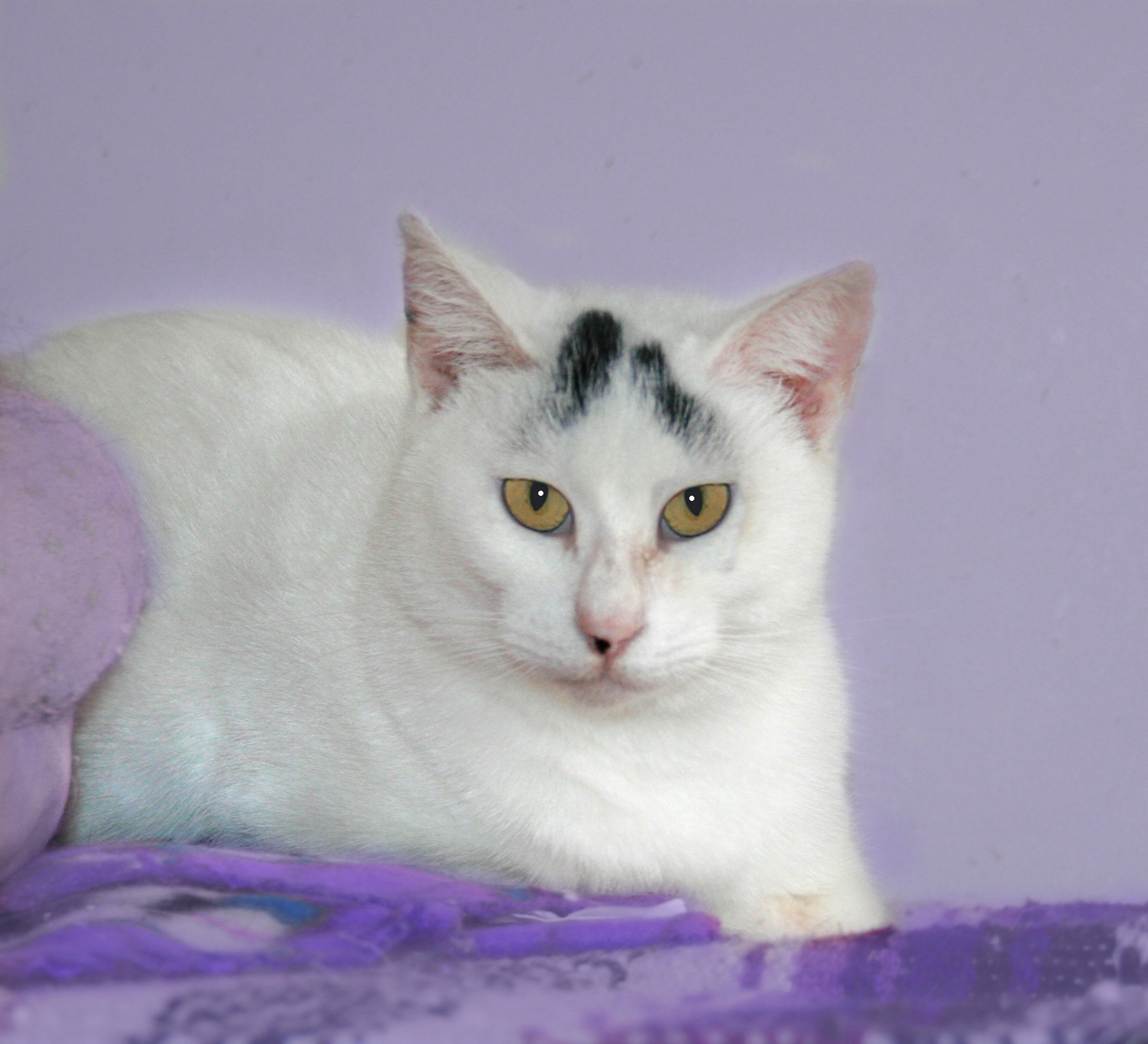 Delilah, an adoptable Domestic Short Hair in Victoria, MN, 55386 | Photo Image 3