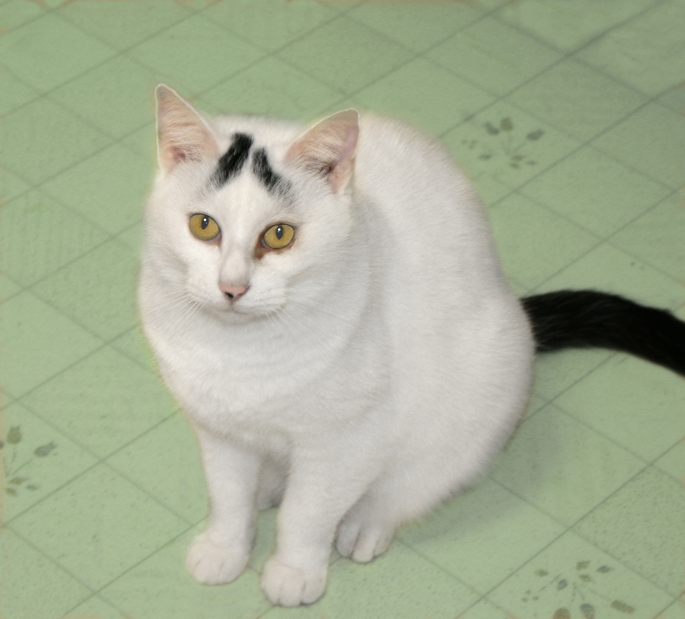 Delilah, an adoptable Domestic Short Hair in Victoria, MN, 55386 | Photo Image 4