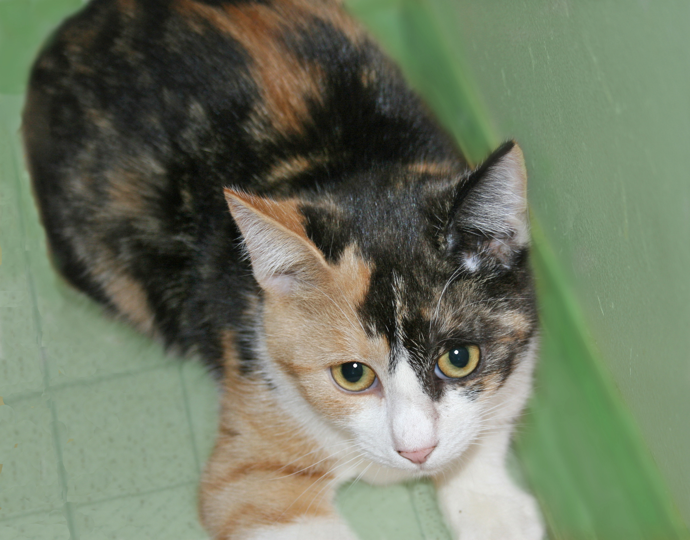 Dotty, an adoptable Calico, Domestic Short Hair in Victoria, MN, 55386 | Photo Image 2