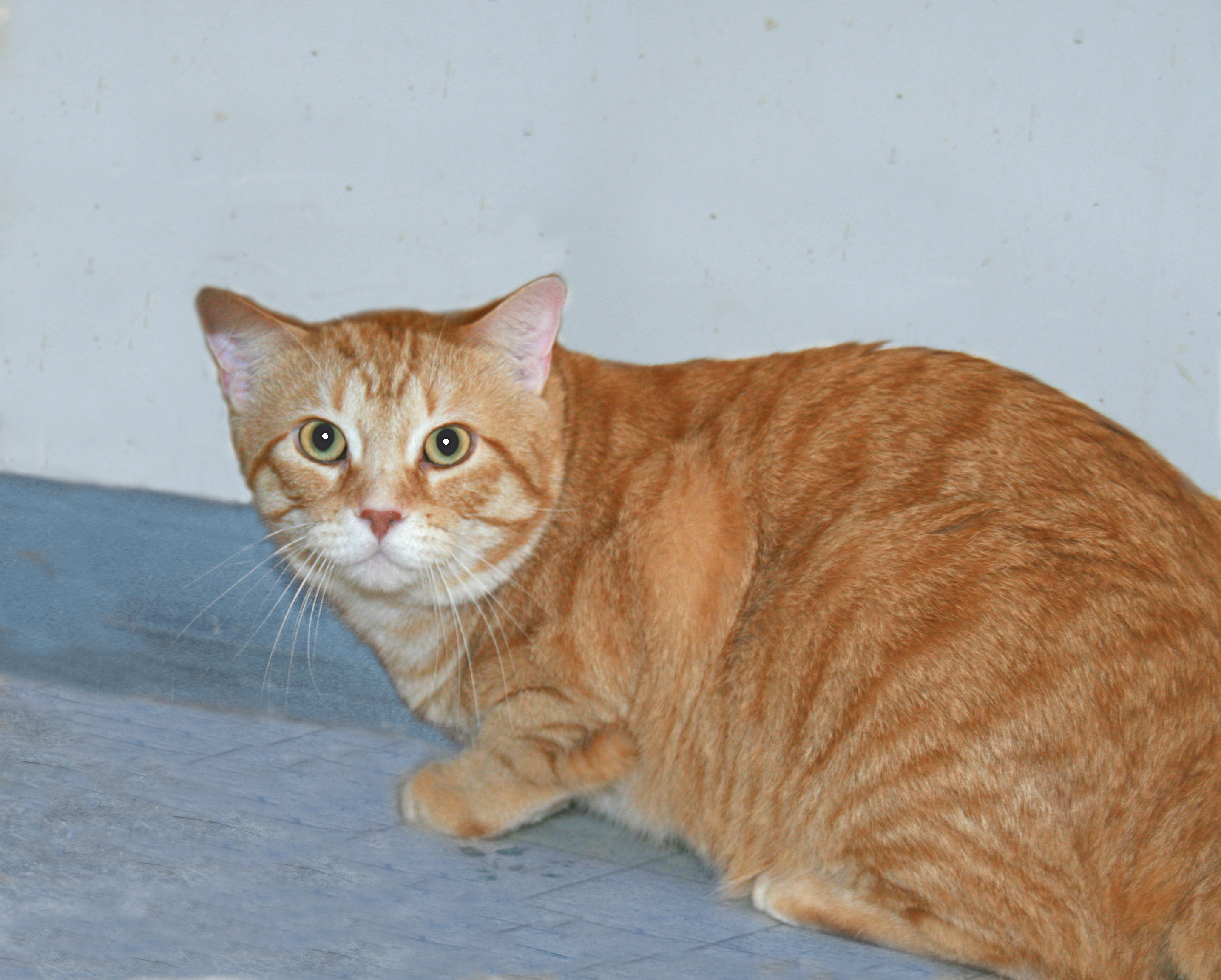 Sunny, an adoptable Tabby in Victoria, MN, 55386 | Photo Image 2