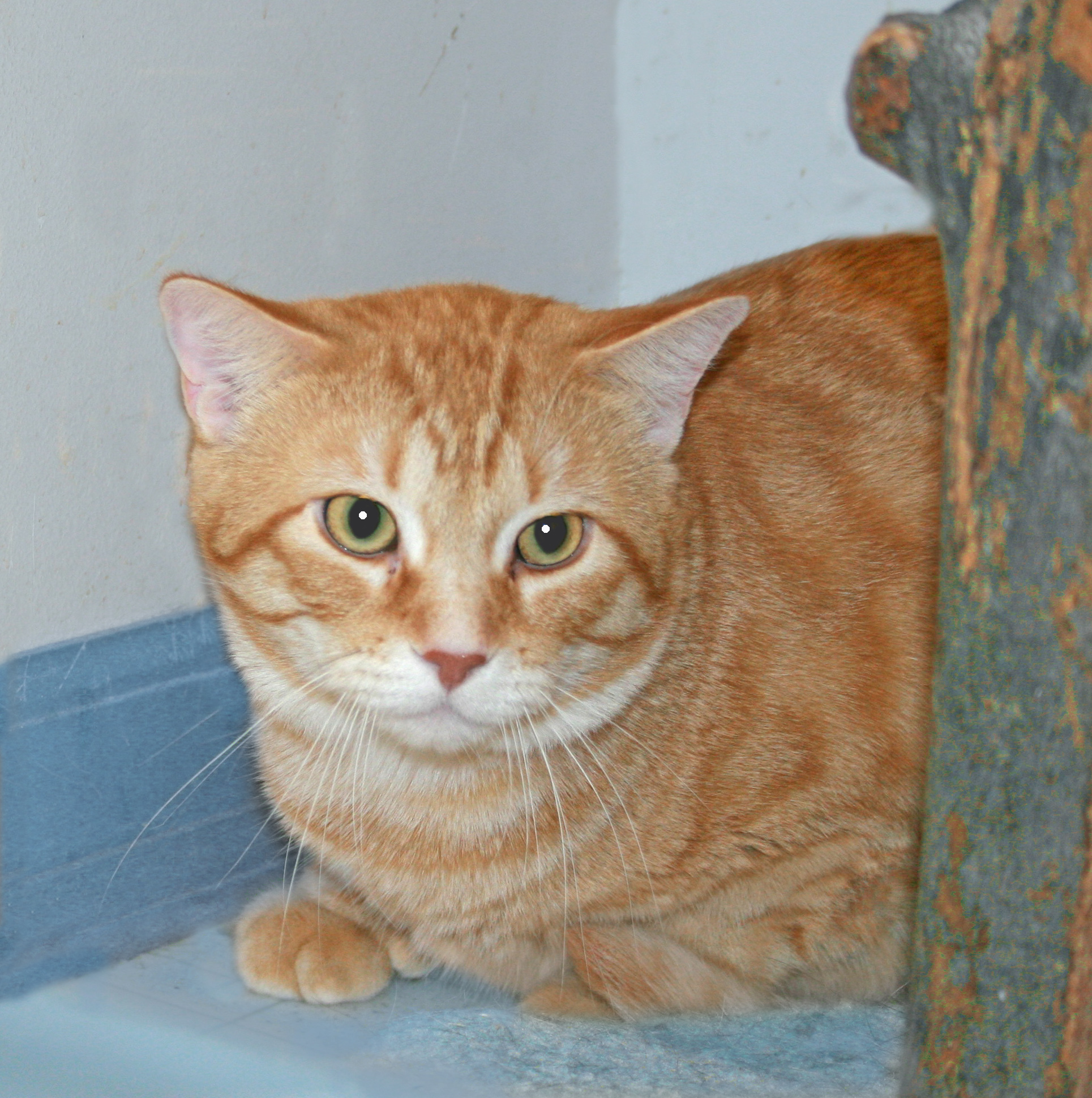 Sunny, an adoptable Tabby in Victoria, MN, 55386 | Photo Image 3