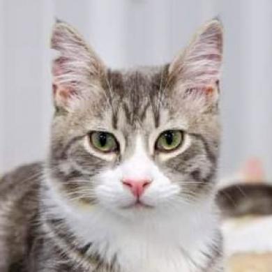 Pickles, an adoptable Domestic Short Hair in Sheridan, WY, 82801 | Photo Image 1