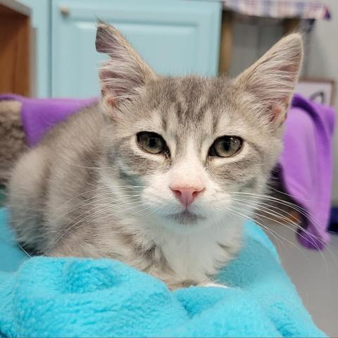 Pickles, an adoptable Domestic Short Hair in Sheridan, WY, 82801 | Photo Image 2