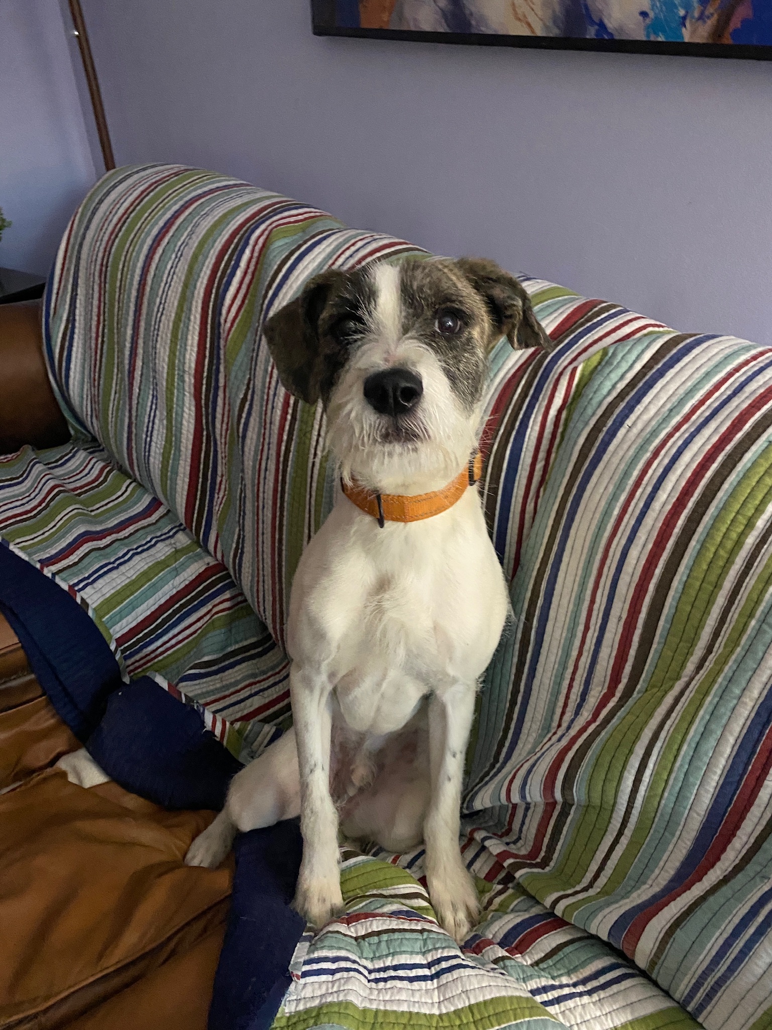 Barrett, an adoptable Wirehaired Terrier in Franklin, TN, 37064 | Photo Image 2