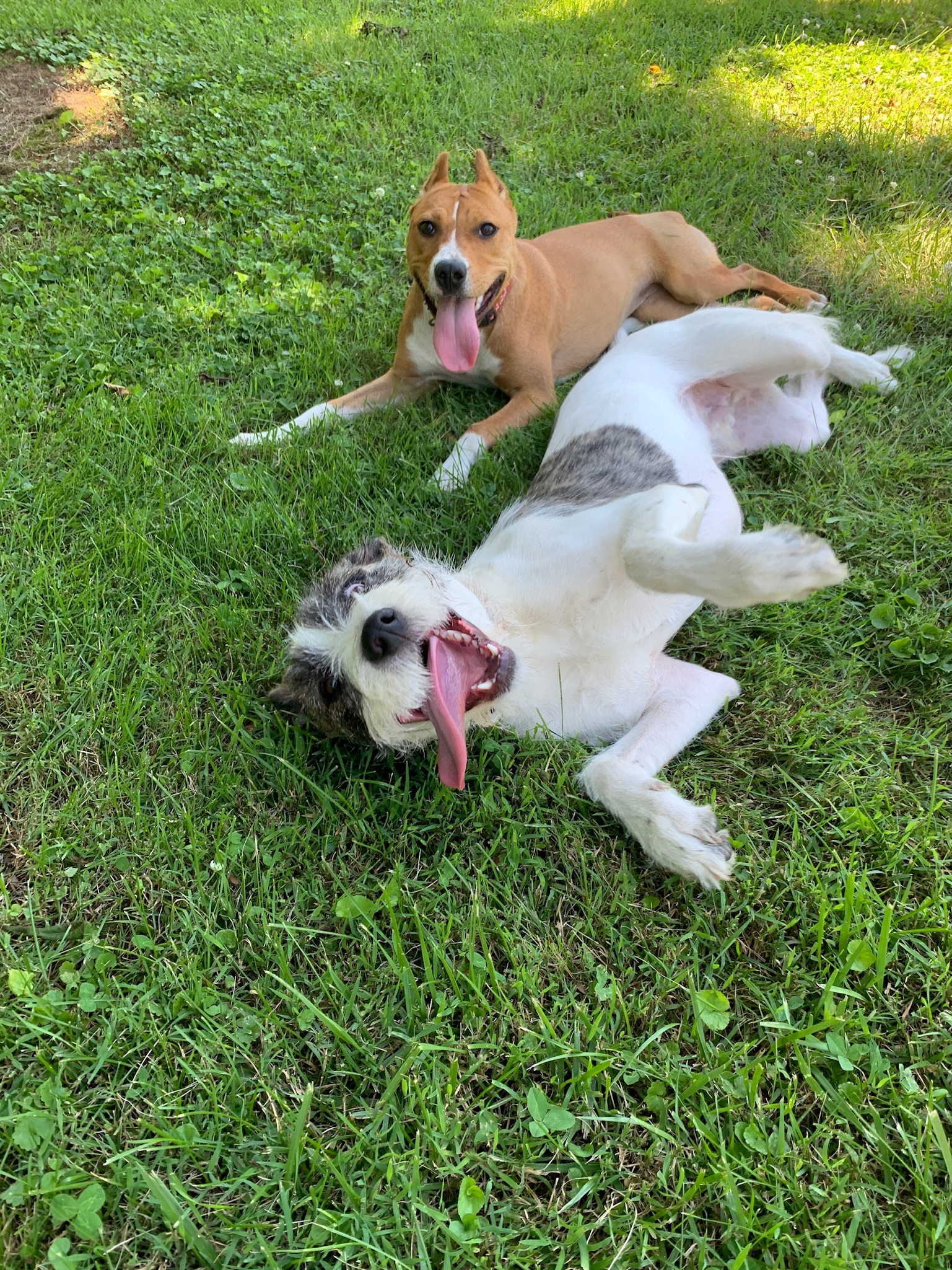 Barrett, an adoptable Wirehaired Terrier in Franklin, TN, 37064 | Photo Image 8