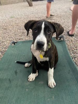 Dogs For Adoption Near Phoenix Az Petfinder