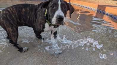 Daisy, an adopted Terrier & Pointer Mix in Phoenix, AZ_image-6