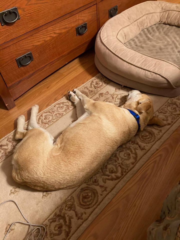 Pixie, an adopted Terrier & Labrador Retriever Mix in Cumberland, RI_image-5