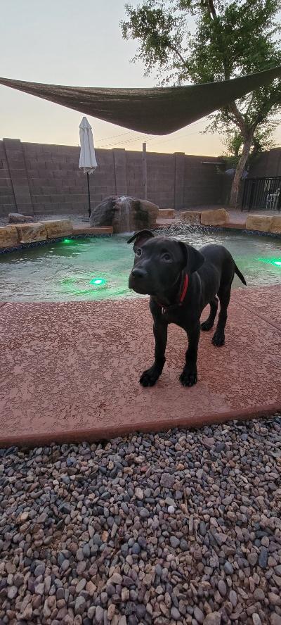 Pablo, an adopted Retriever & Terrier Mix in Phoenix, AZ_image-2