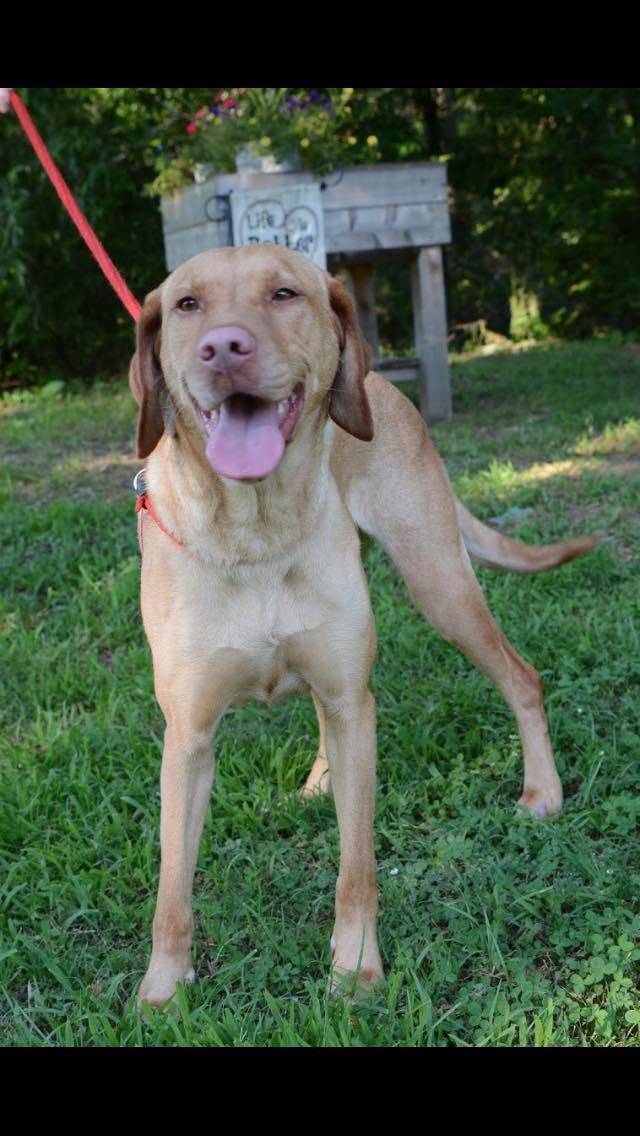 Maggie, an adopted Labrador Retriever Mix in Cumberland, RI_image-1