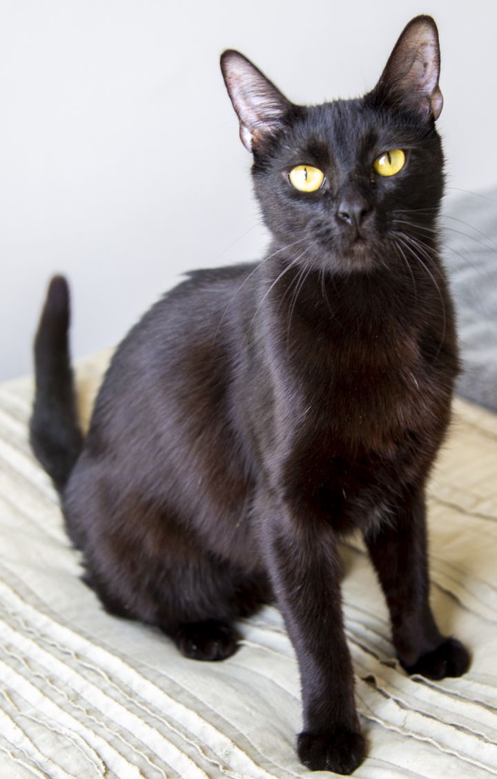 Jettie, an adopted Domestic Short Hair in Los Angeles, CA_image-1
