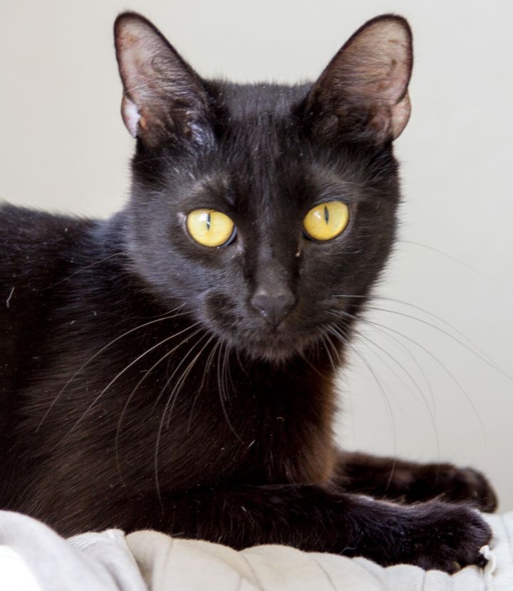 Jet, an adoptable Domestic Short Hair in Los Angeles, CA_image-3