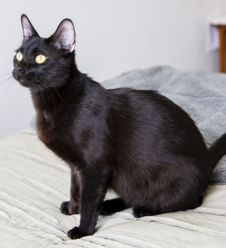 Jet, an adoptable Domestic Short Hair in Los Angeles, CA_image-5