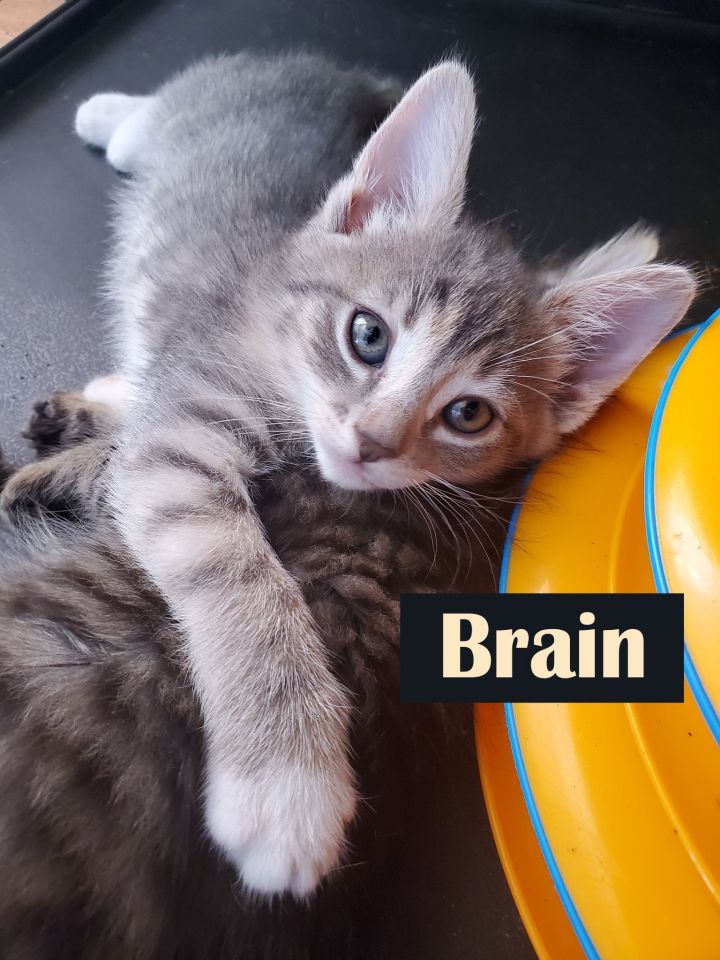 Brain, an adopted Domestic Short Hair & Tabby Mix in Sherman Oaks, CA_image-2