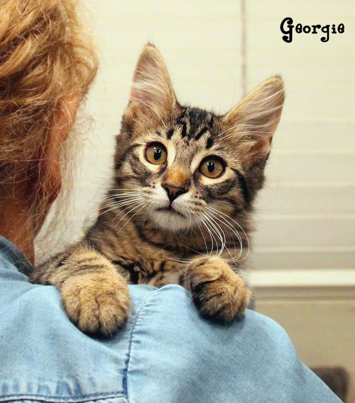 Georgie, an adopted Maine Coon & Tabby Mix in Sherman Oaks, CA_image-1