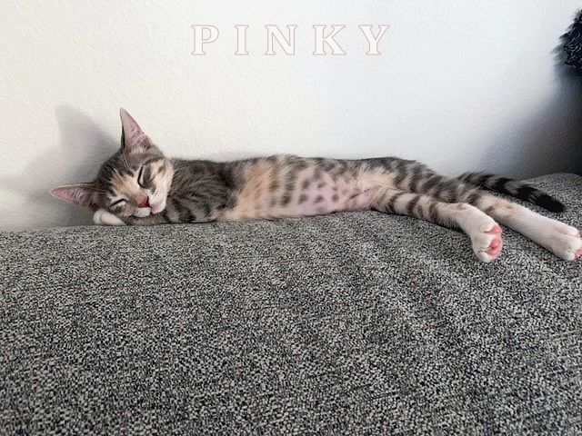 Pinky 2