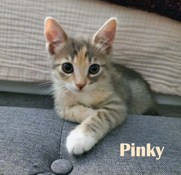 Pinky 5