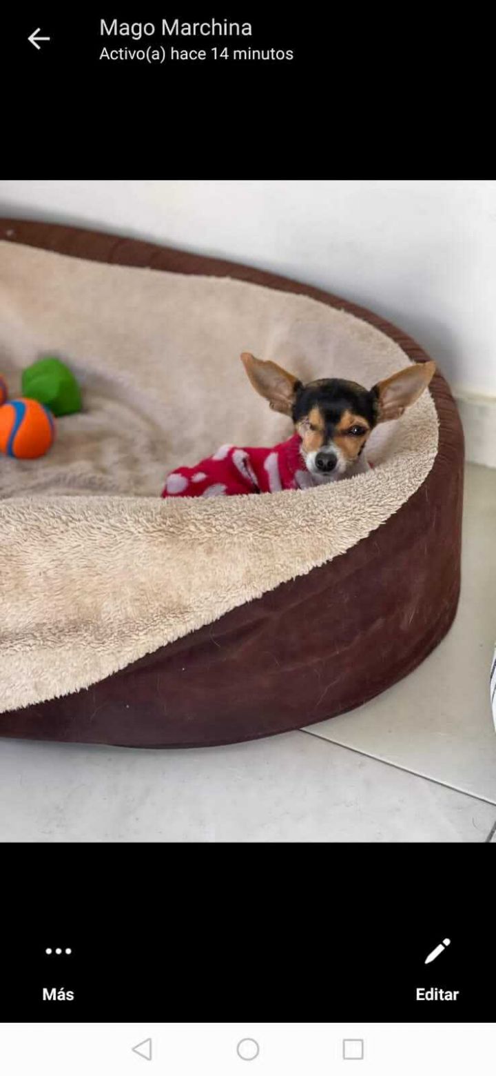Minnie, an adopted Chihuahua in Carlsbad, CA_image-2