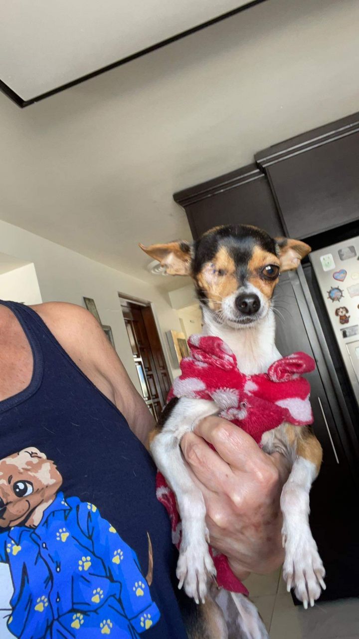 Minnie, an adopted Chihuahua in Carlsbad, CA_image-6