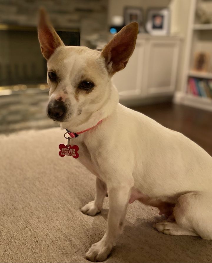 Blossom, an adopted Chihuahua in Concord, CA_image-2