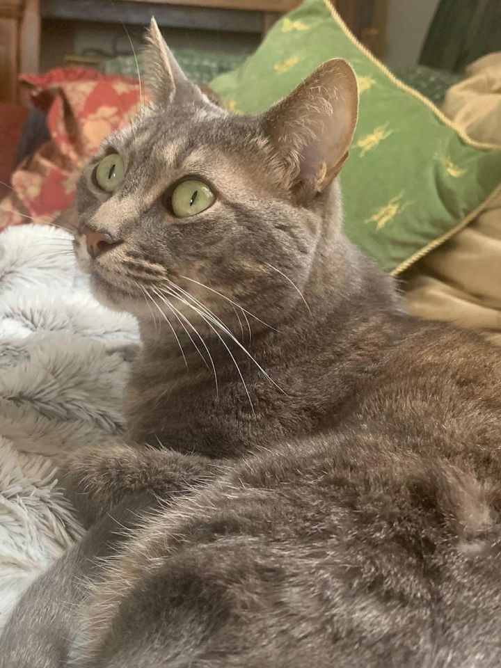 Cat for adoption Sweet Beautiful Kitty " Kissa " for Adoption or Long