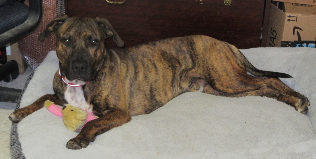 Marco, an adoptable Pit Bull Terrier in Elizabeth City, NC, 27906 | Photo Image 1