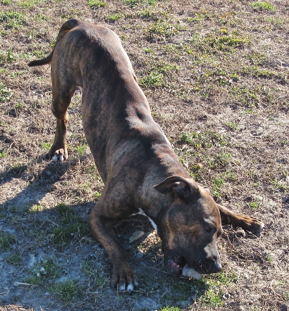 Marco, an adoptable Pit Bull Terrier in Elizabeth City, NC, 27906 | Photo Image 2