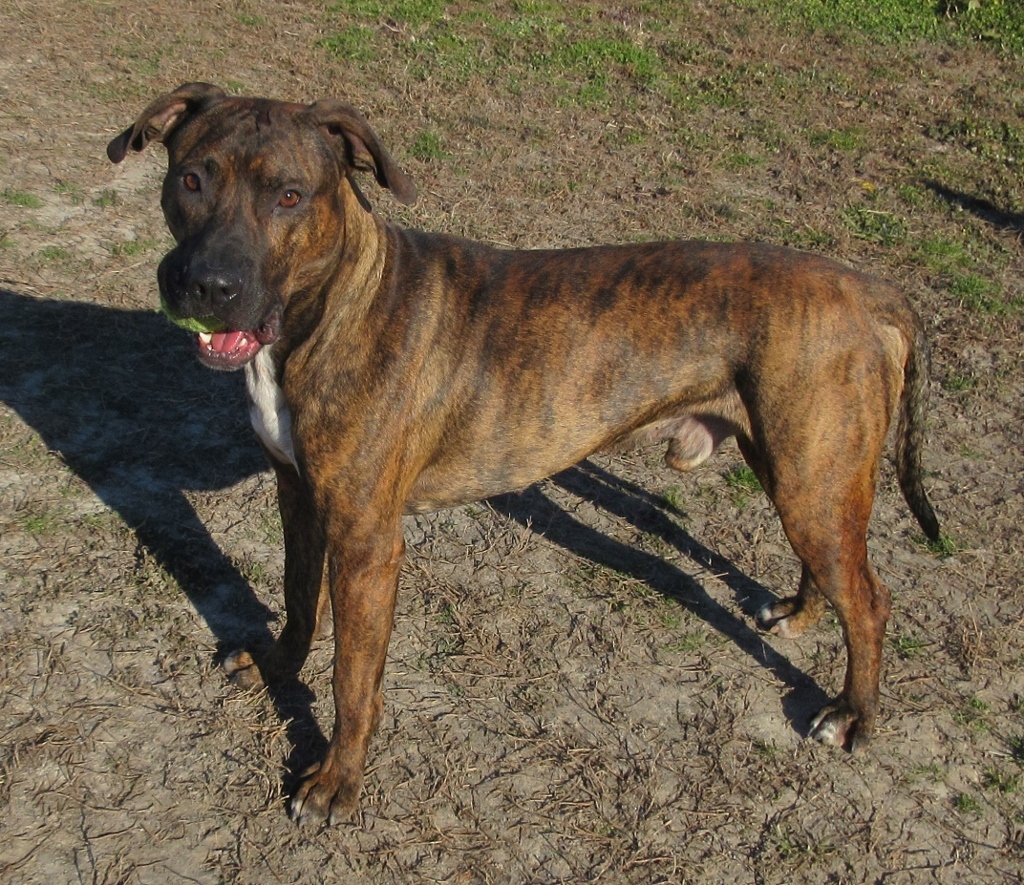 Marco, an adoptable Pit Bull Terrier in Elizabeth City, NC, 27906 | Photo Image 3