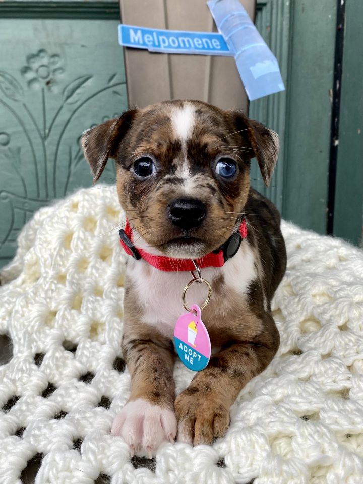 Dog For Adoption Melpomene Benefactor Puppy A Chihuahua Terrier Mix In New Orleans La Petfinder