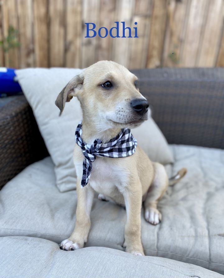 Bodhi, an adopted Labrador Retriever & Shepherd Mix in Van Nuys, CA_image-2