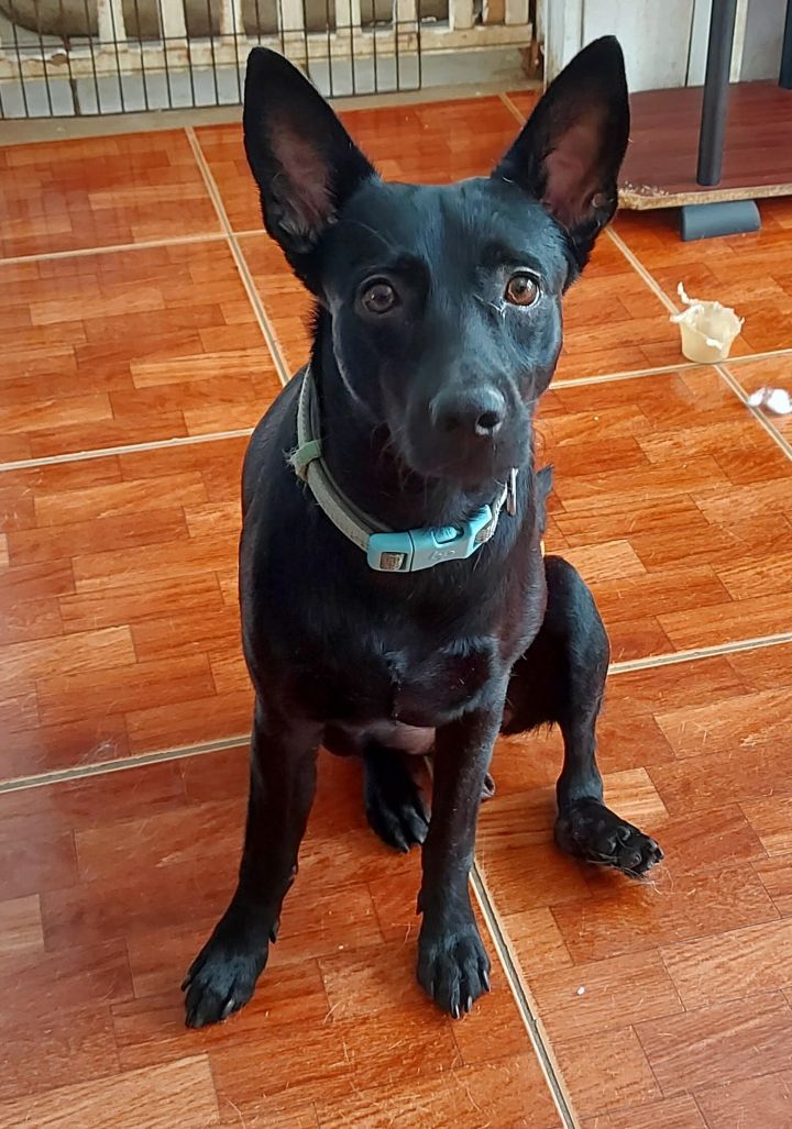 Carlito, an adoptable German Shepherd Dog Mix in Huntington, NY_image-1