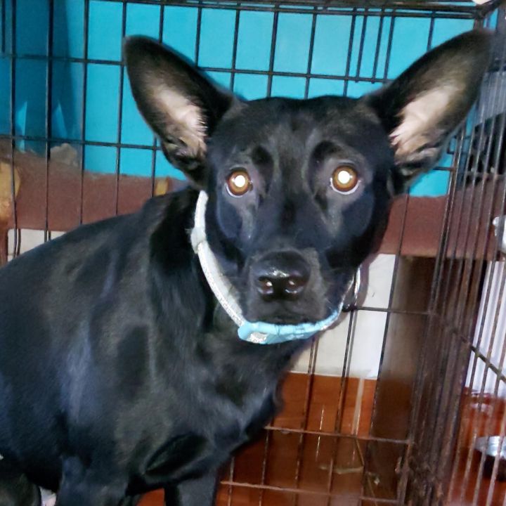 Carlito, an adoptable German Shepherd Dog Mix in Huntington, NY_image-3