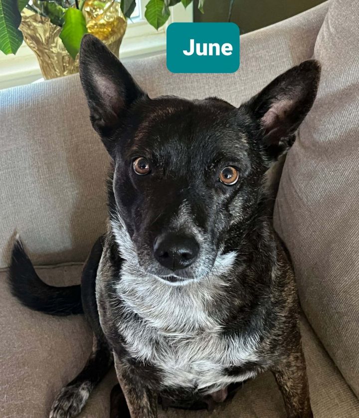 June, an adopted Australian Cattle Dog / Blue Heeler Mix in Clear Lake, IA_image-1