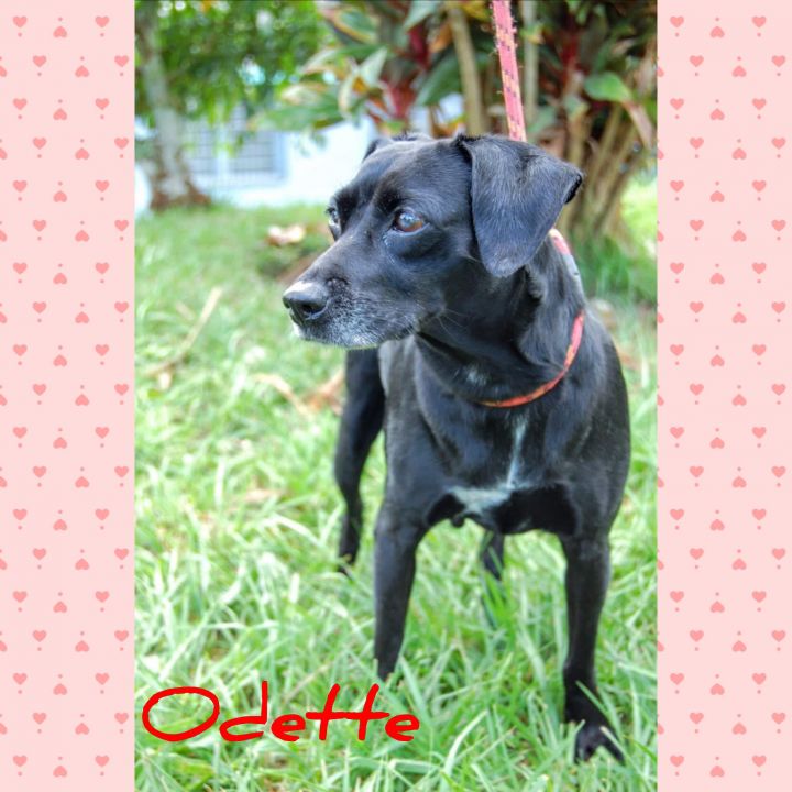Odette, an adoptable Dachshund Mix in Huntington, NY_image-1