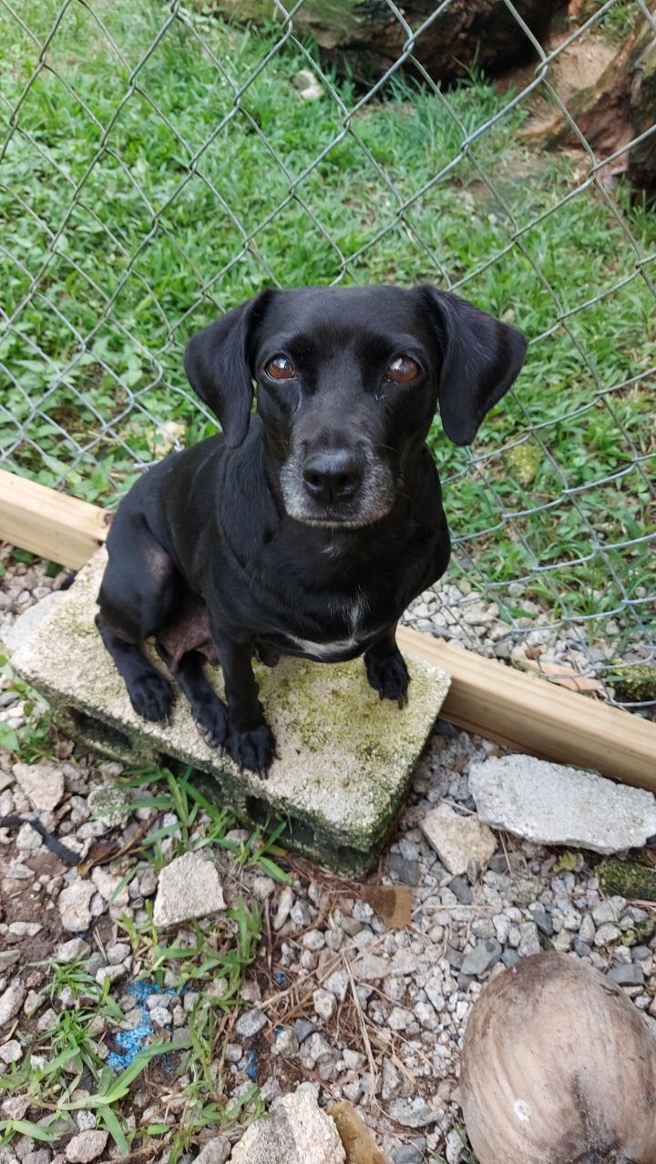 Odette, an adoptable Dachshund Mix in Huntington, NY_image-2