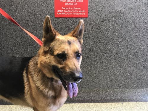 I1352408, an adoptable German Shepherd Dog in Pomona, CA, 91766 | Photo Image 1