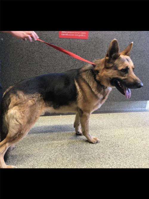 I1352408, an adoptable German Shepherd Dog in Pomona, CA, 91766 | Photo Image 2