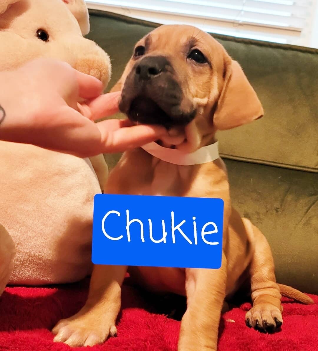 Chukie detail page