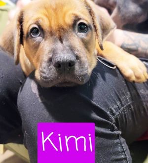 Kimi