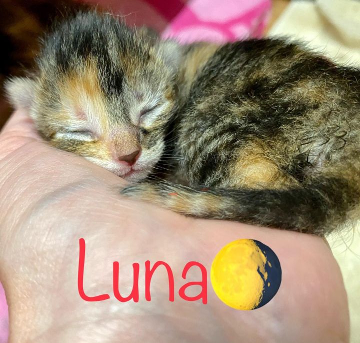 Luna 5