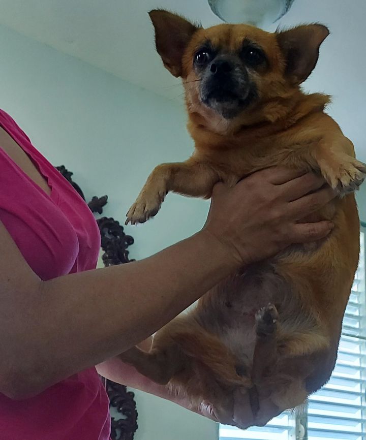 Chloe, an adopted Chihuahua Mix in Huntington, NY_image-2