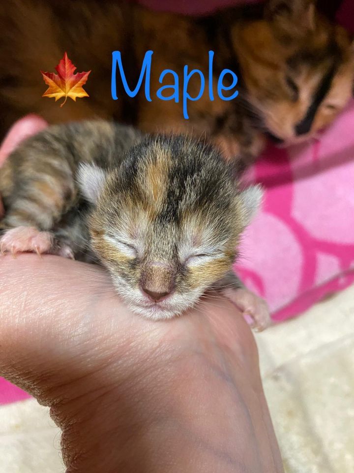 Maple 2