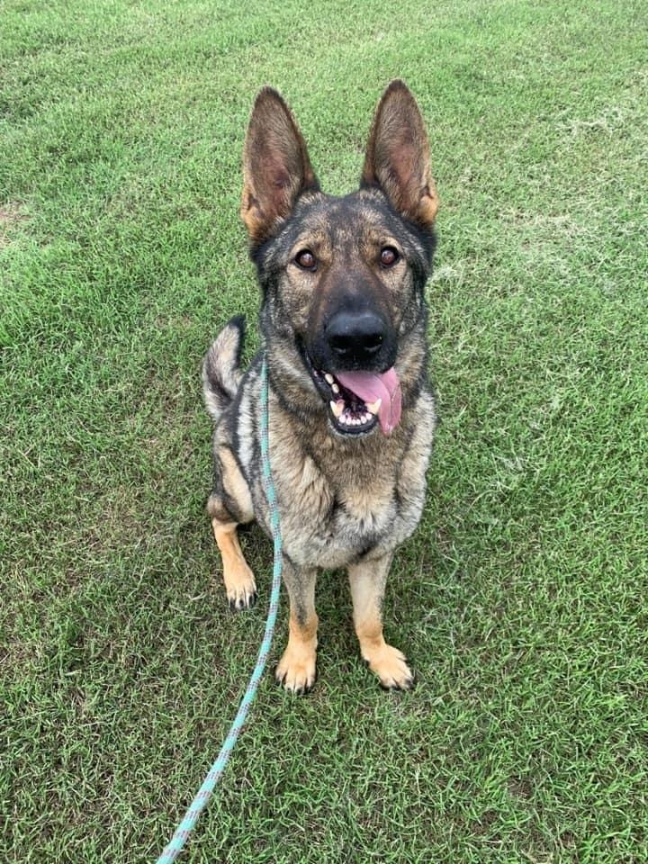 Dog For Adoption Hendrix A German Shepherd Dog In Weatherford Tx Petfinder