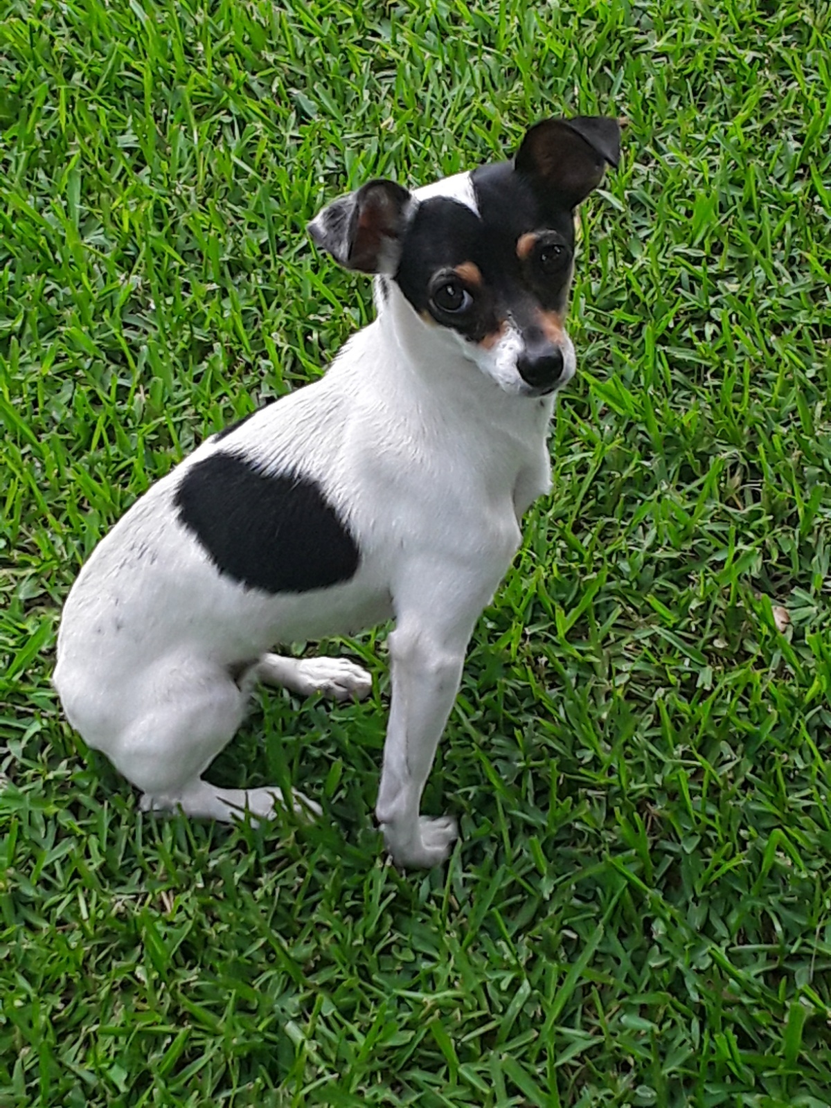 Mercedes, an adoptable Rat Terrier in Ladson, SC, 29456 | Photo Image 1