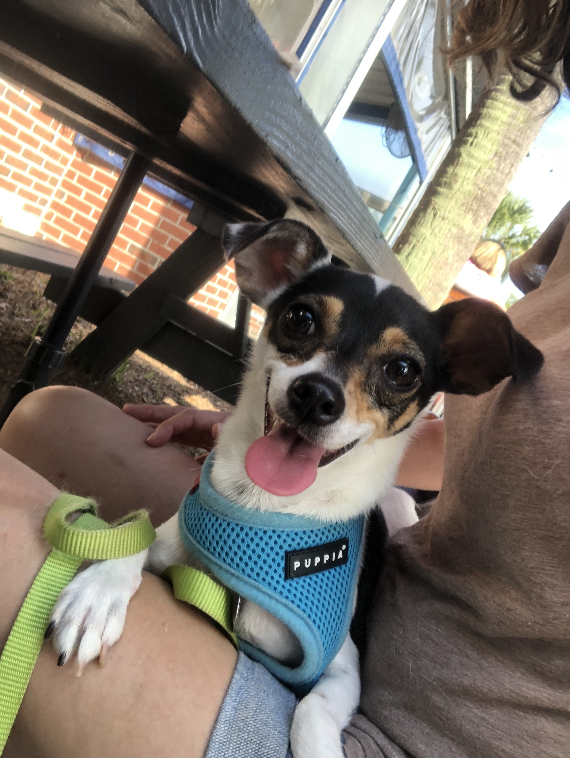 Mercedes, an adoptable Rat Terrier in Ladson, SC, 29456 | Photo Image 2