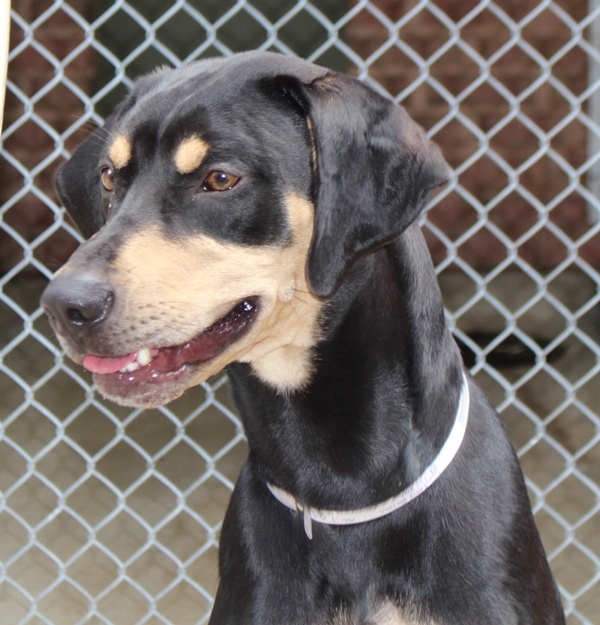Suede, an adopted Black and Tan Coonhound Mix in Columbia, MD_image-4