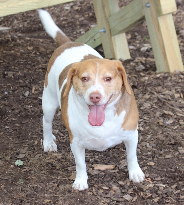 Oscar, an adopted Beagle in Columbia, MD_image-6